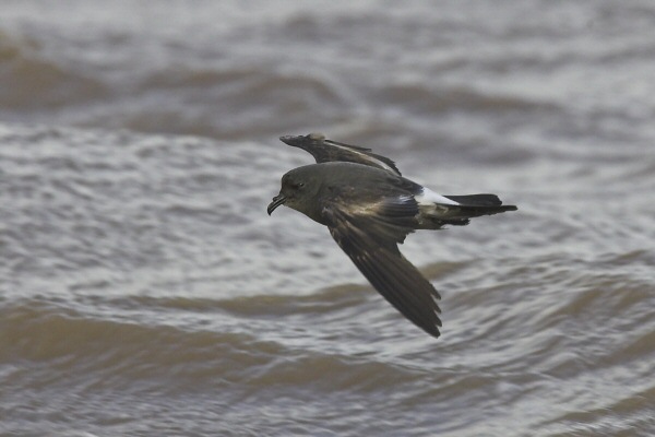 Leach's Petrel