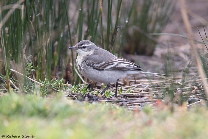 Eastern Yellow Wagtail