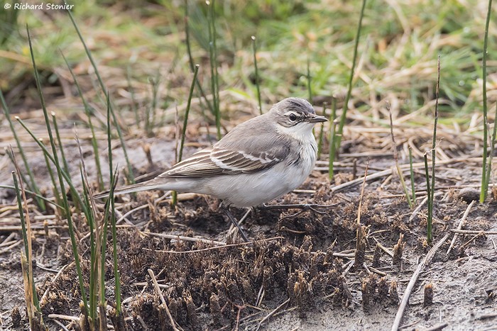 Eastern Yellow Wagtail