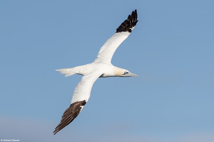 Gannet