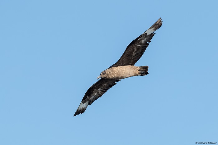 Great Skua