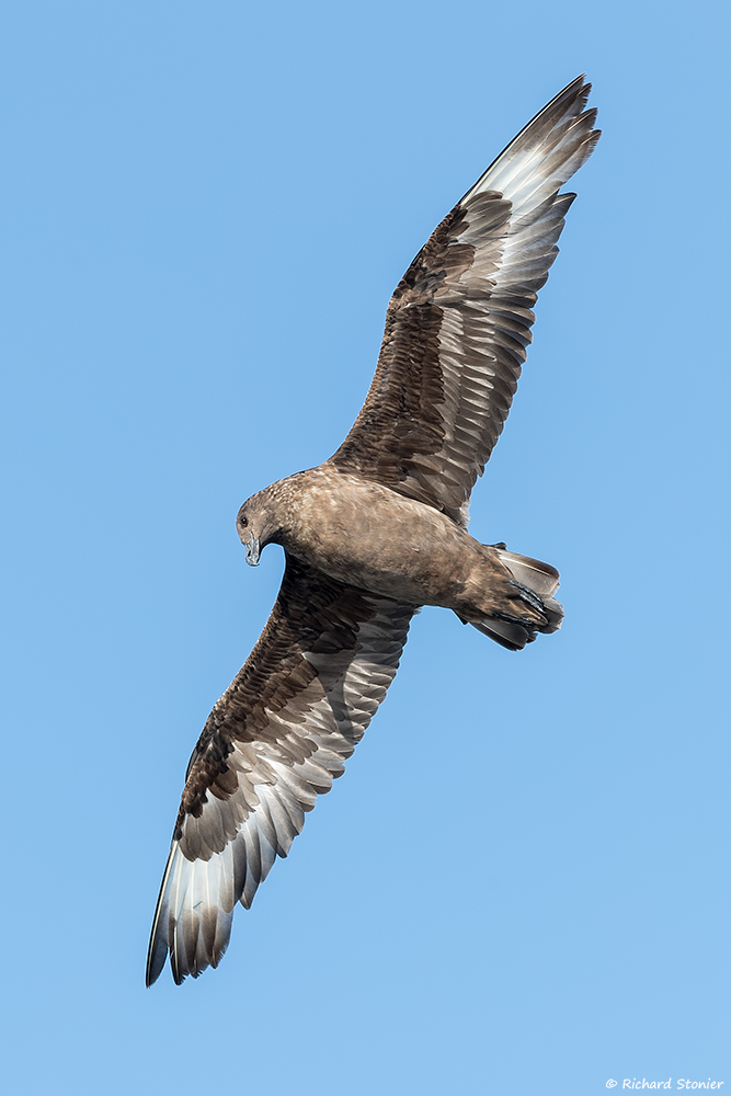 Great Skua
