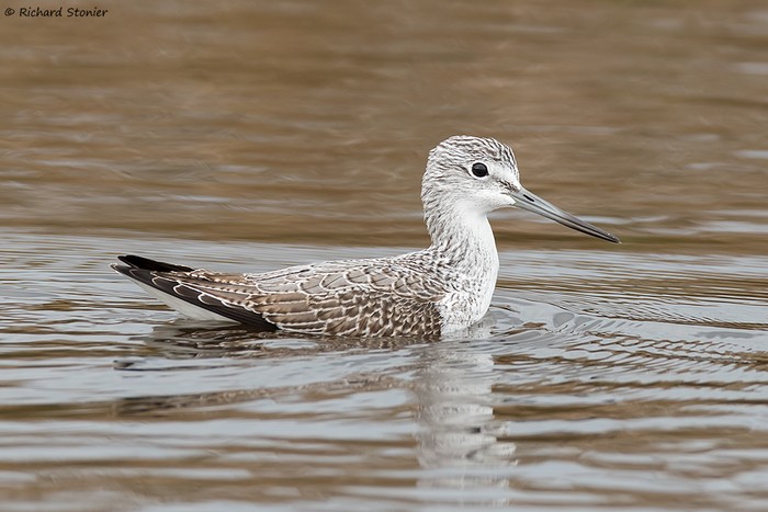 Greenshank
