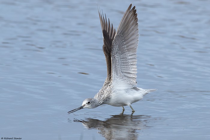Greenshank
