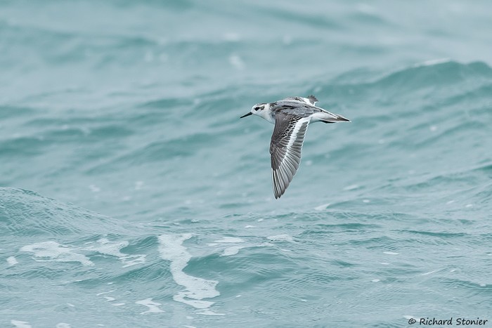 Grey Phalarope