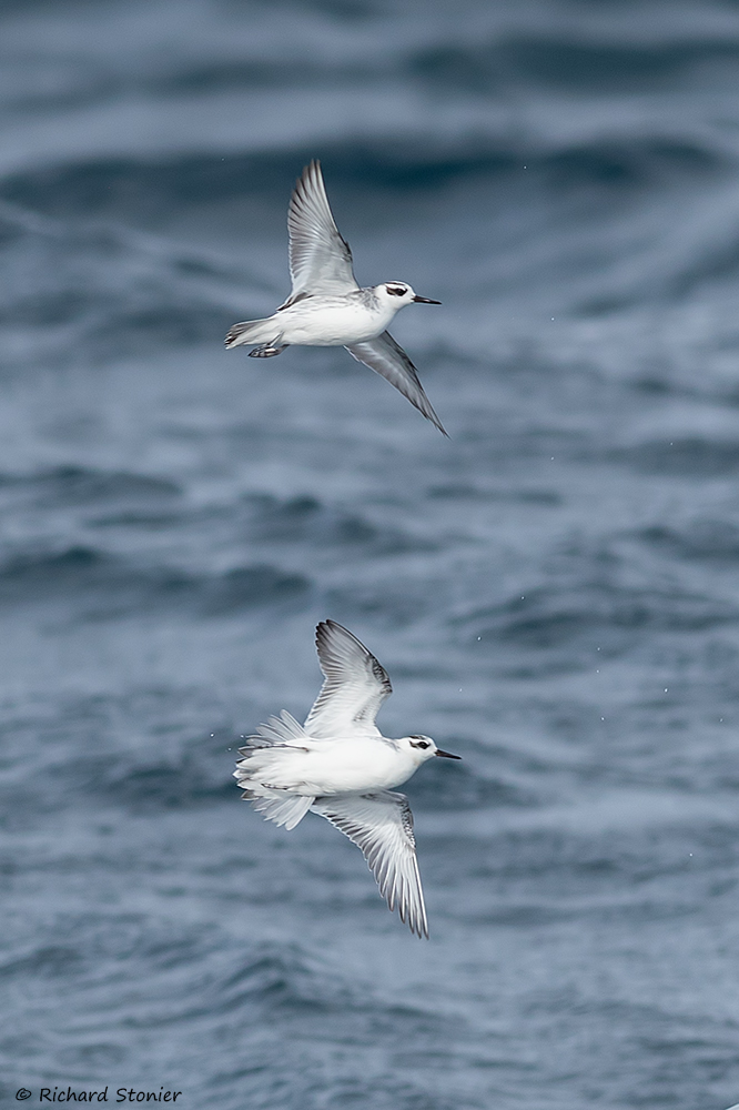 Grey Phalarope