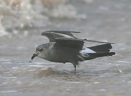 Leach's Petrel