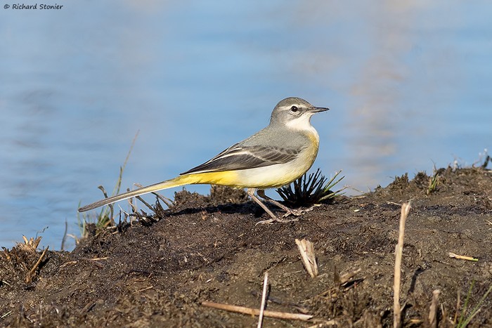 Grey Wagtail