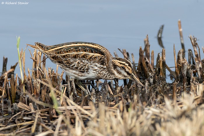Jack Snipe