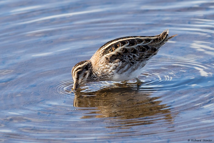 Jack Snipe