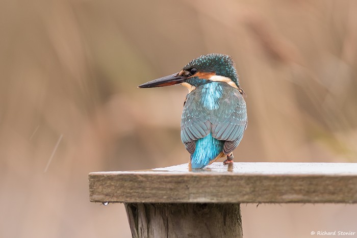 Kingfisher