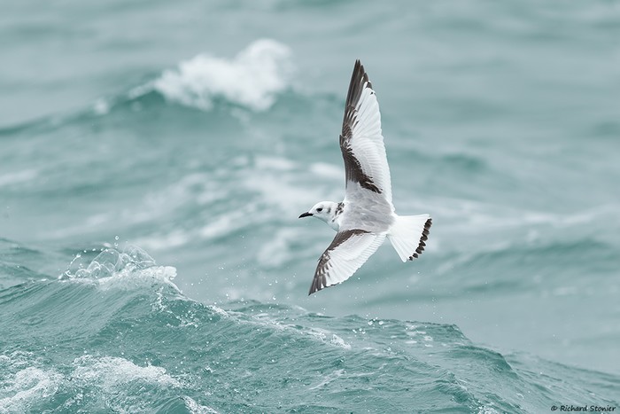 Kittiwake