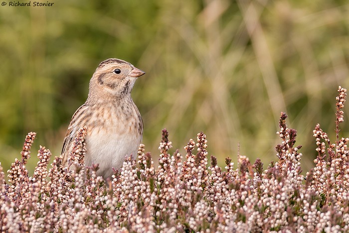 Lapland Bunting