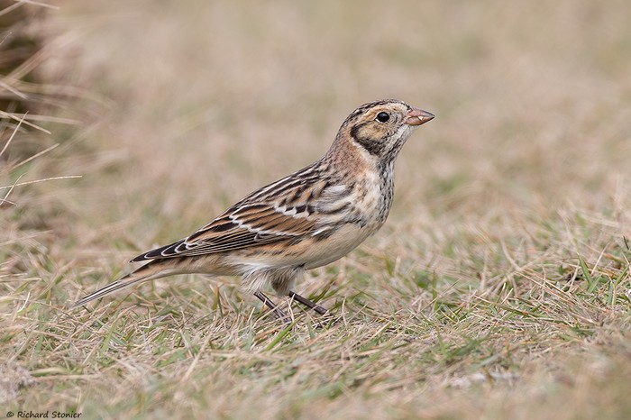 Lapland Bunting