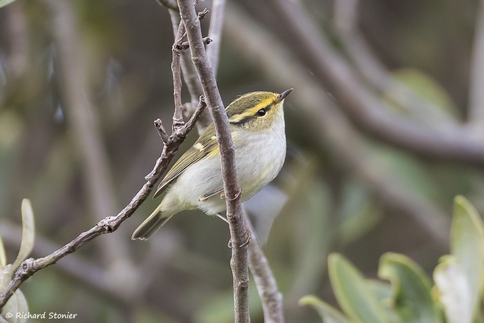 Pallas's Warbler