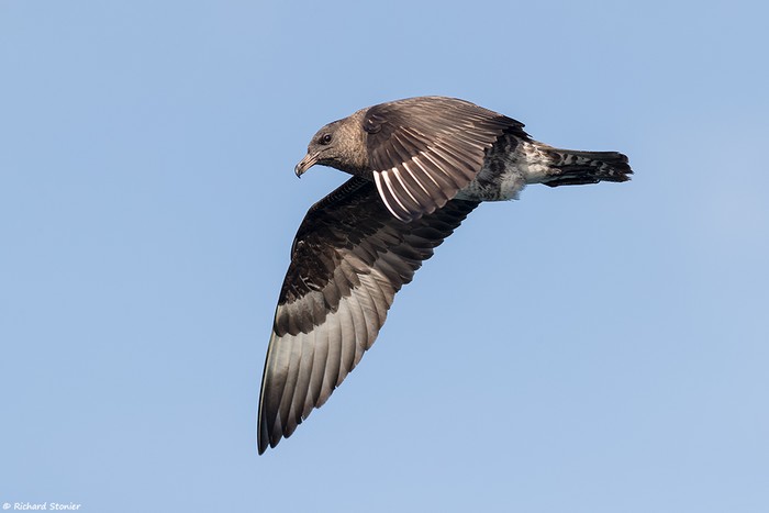 Pomarine Skua