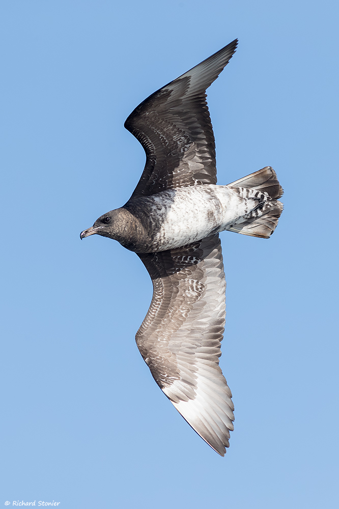 Pomarine Skua
