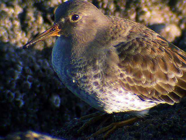 Purple Sandpiper