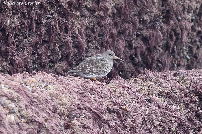 Purple Sandpiper