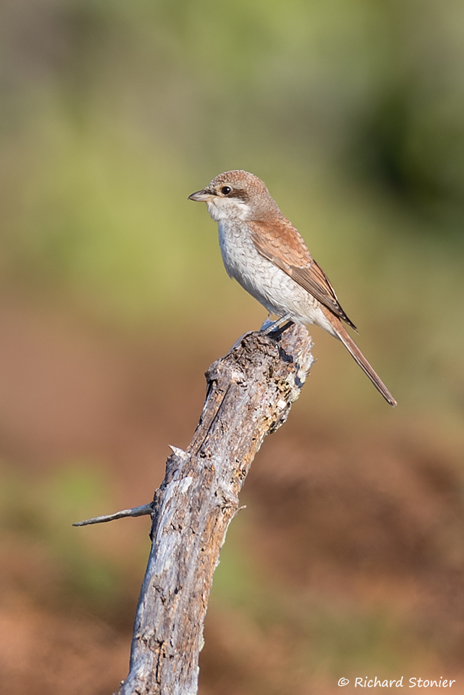 Red-backed Shrike
