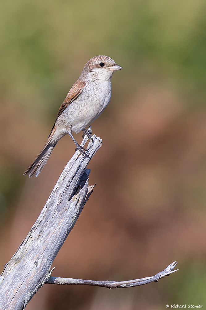 Red-backed Shrike