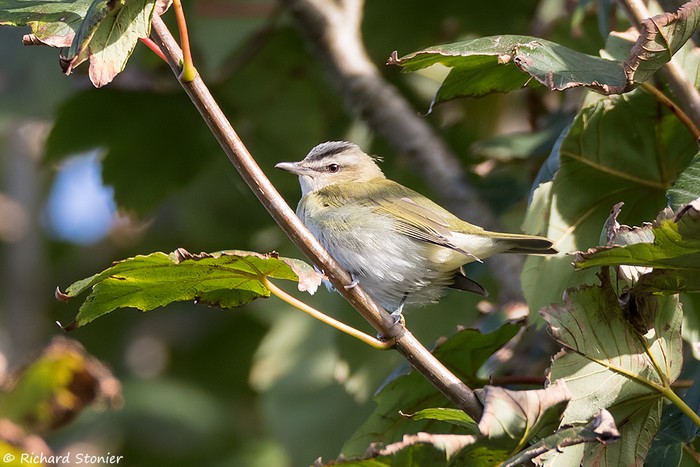 Red-eyed Vireo
