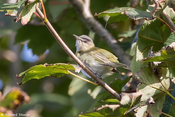 Red-eyed Vireo