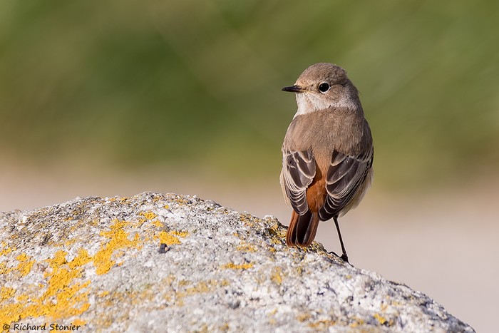 Redstart