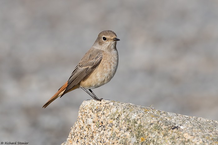 Redstart