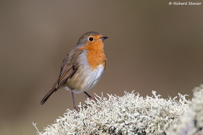 Robin