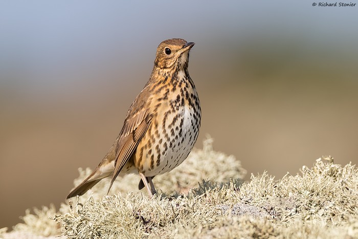 Song Thrush