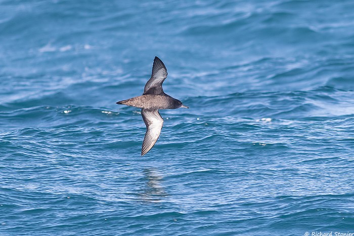 Sooty Shearwater
