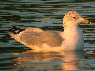Ring-billed Gull
