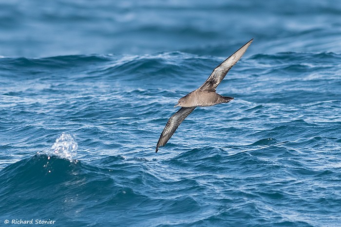 Sooty Shearwater