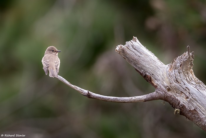 Spotted Flycatcher