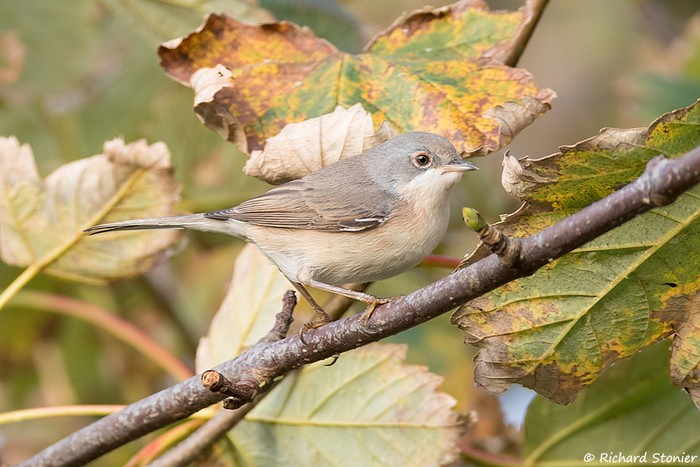 Western Subalpine Warbler