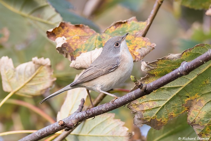 Western Subalpine Warbler