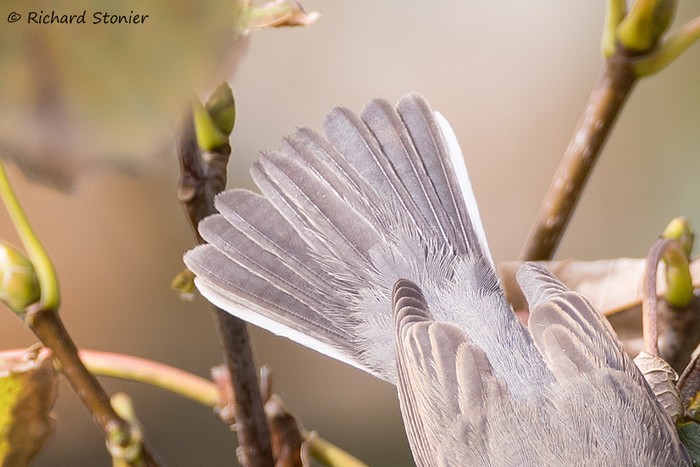 Western Subalpine Warbler