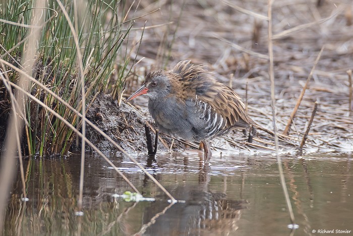 Water Rail