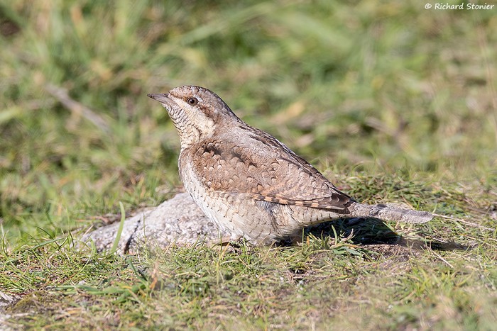 Wryneck