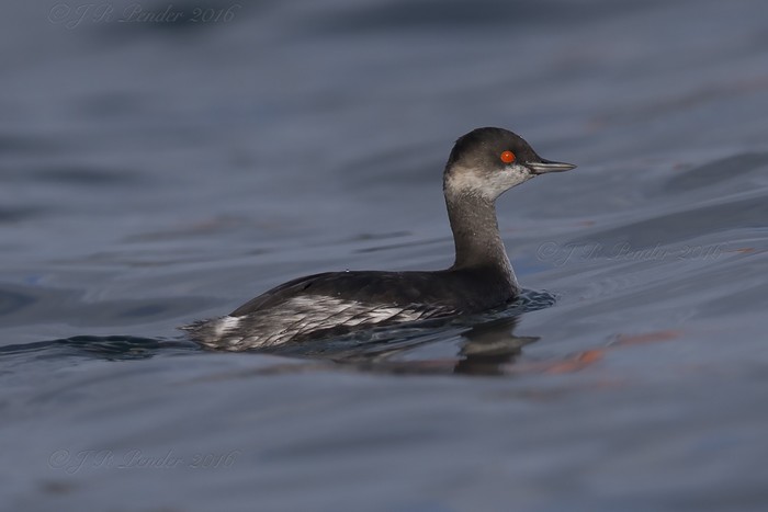 Black-necked Grebe
