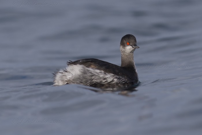 Black-necked Grebe