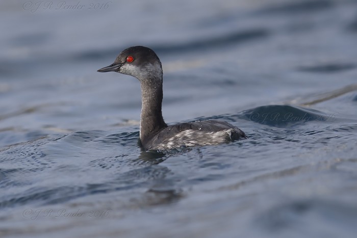 Black-necked Grebe