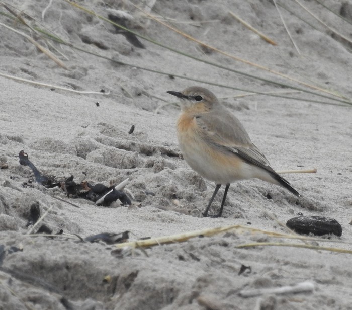 Isabelline Wheatear