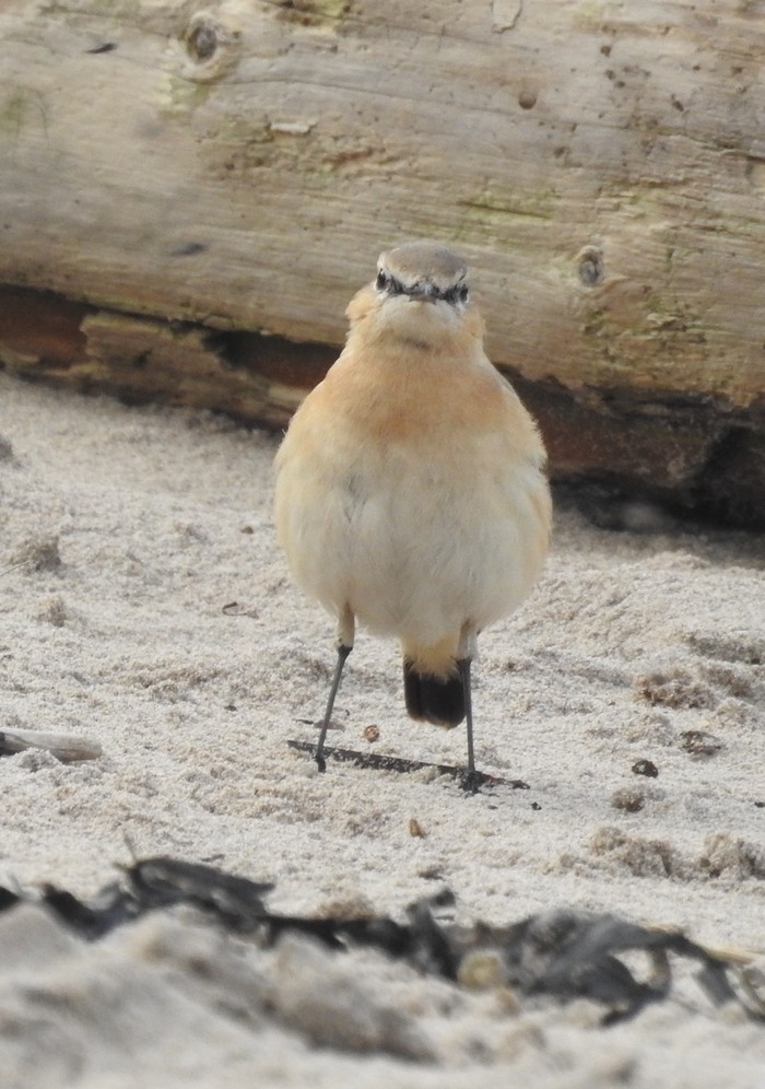 Isabelline Wheatear