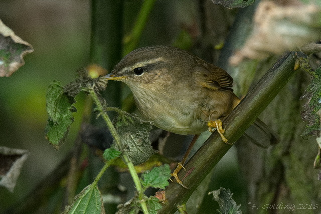 Dusky Warbler