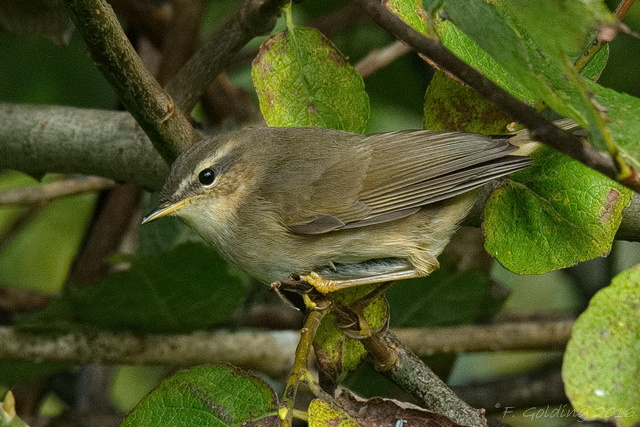 Dusky Warbler