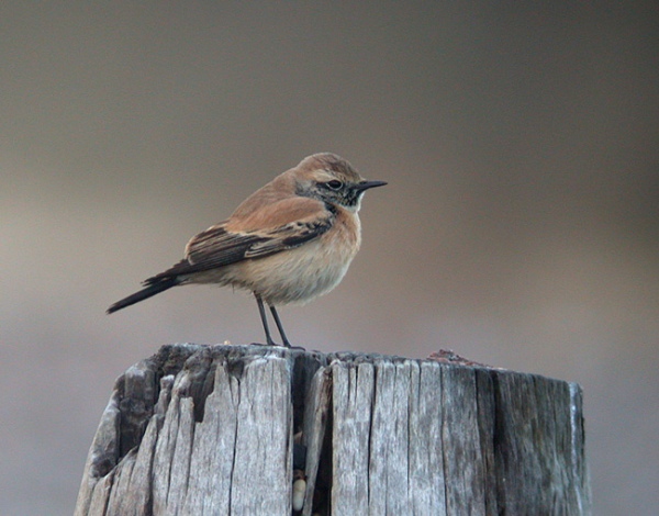 Desert Wheatear