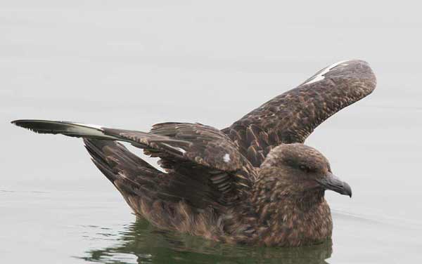 Great Skua