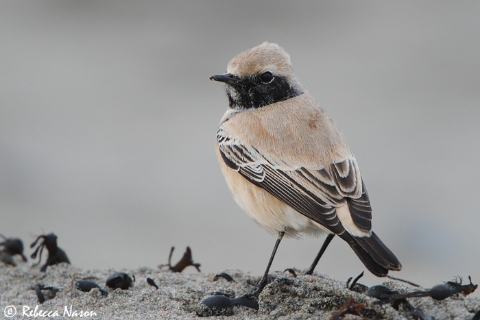 Desert Wheatear